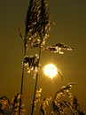 Gegenlicht
