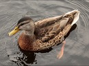 Ente im Holland.