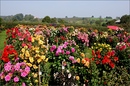 Blumenlandschaft