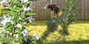 Hummel im Anflug