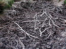 Trockenheit, wohin man schaut (26. Mai 2008) --- 1. Foto ---