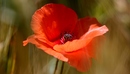 Mohnblume
