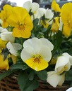 Blüter