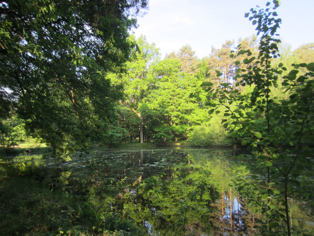 Wasser im Walde