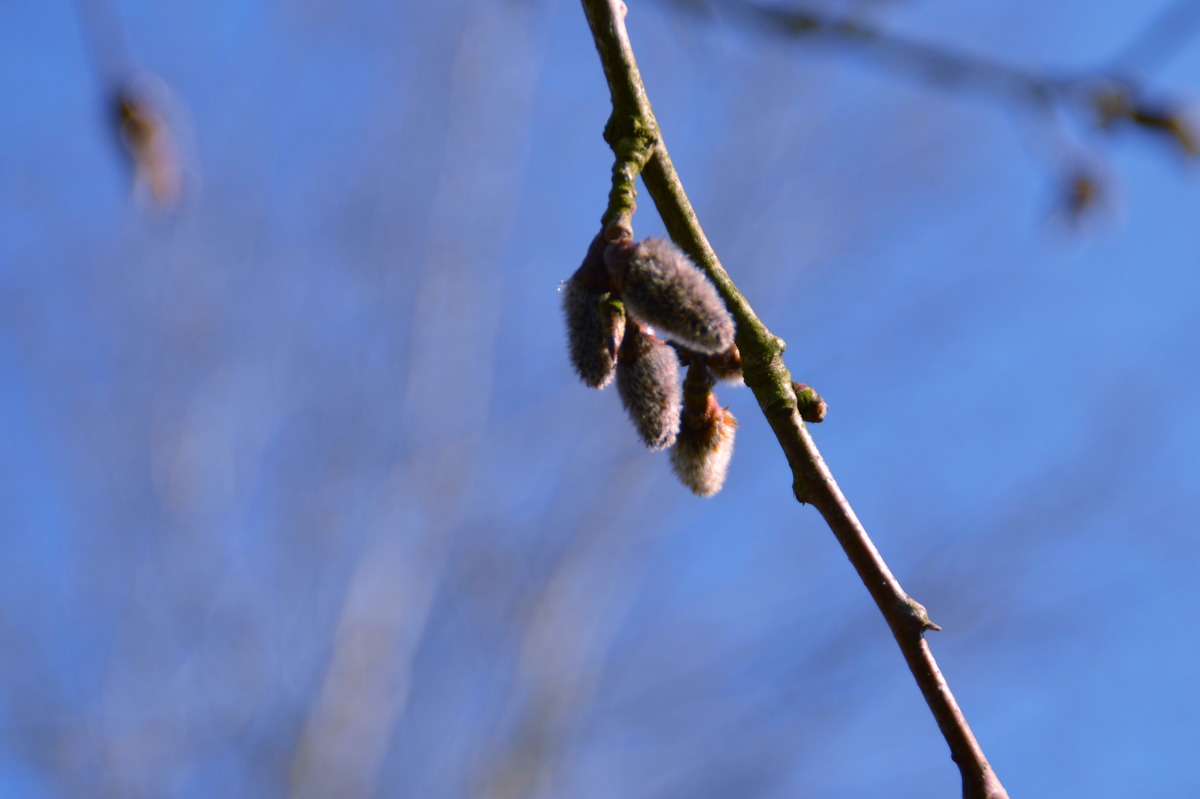 Frühling