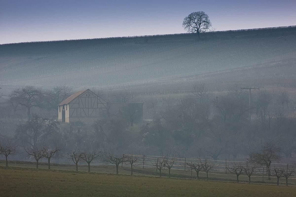 morgennebel