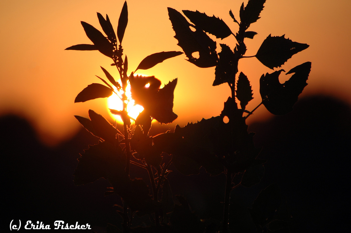 Sonnenuntergang