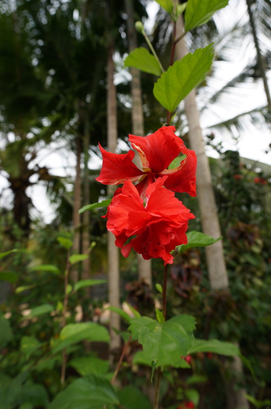 Blume aus  Tamileelam
