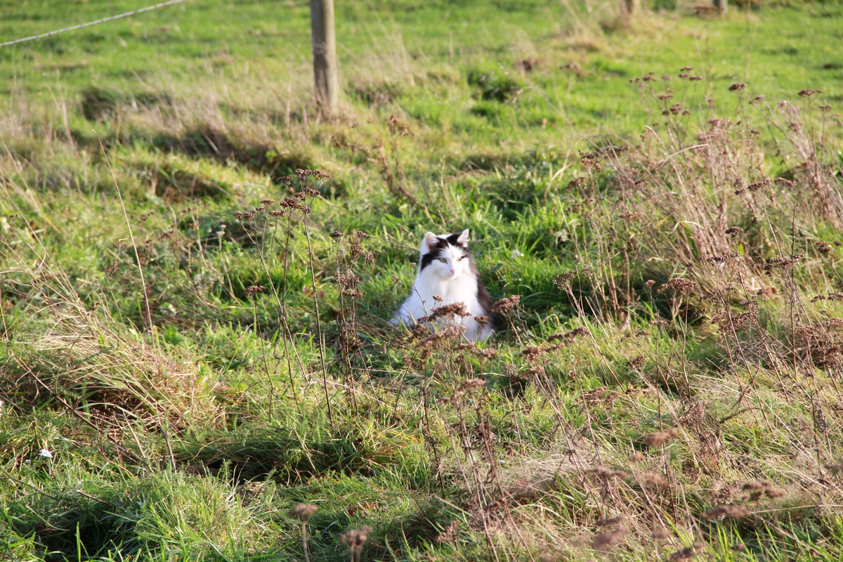 Tierwelt