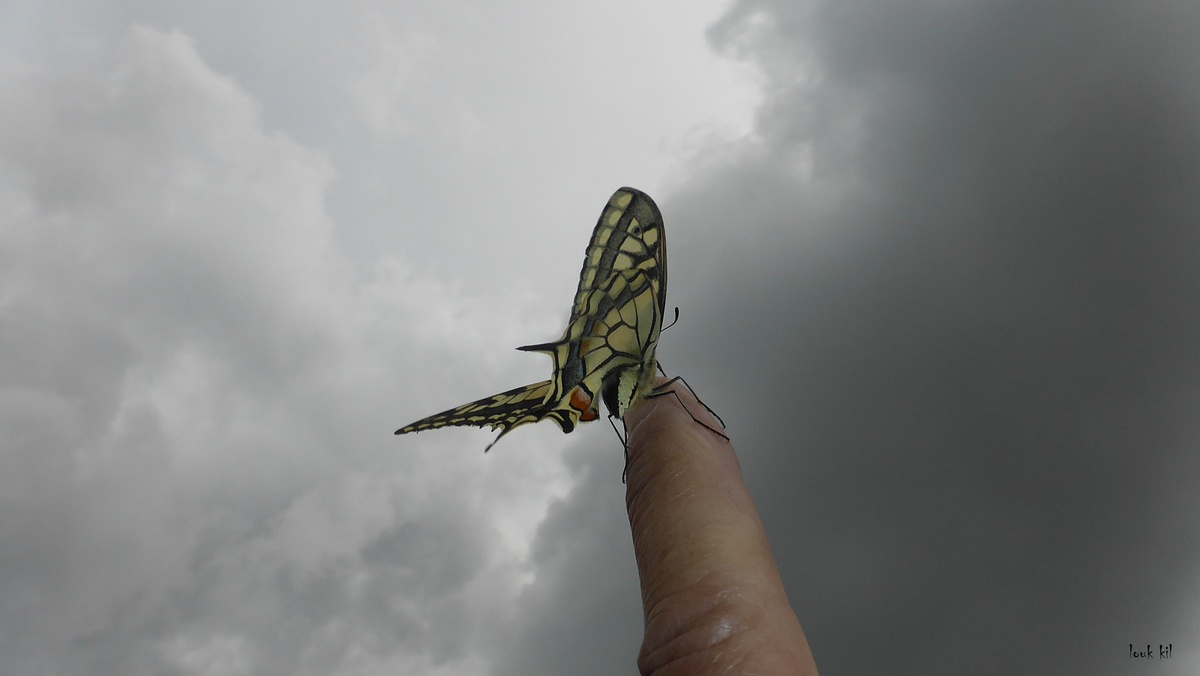 Flucht in den Himmel!