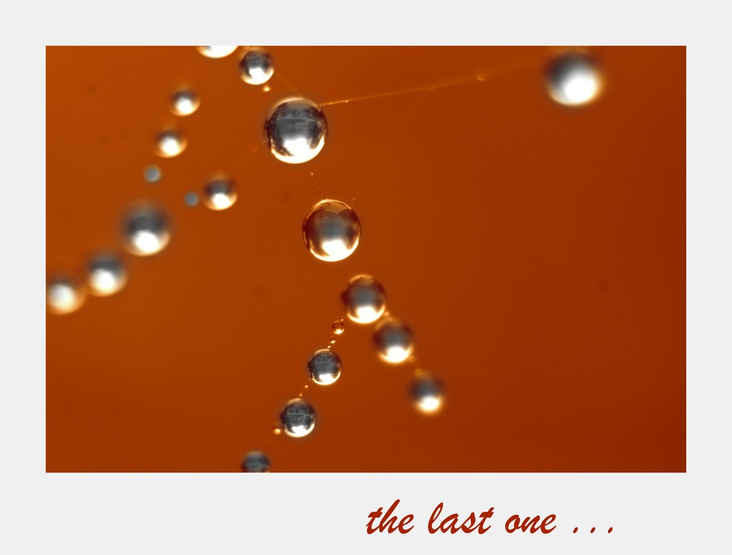 the last one ... (Tautropfen)