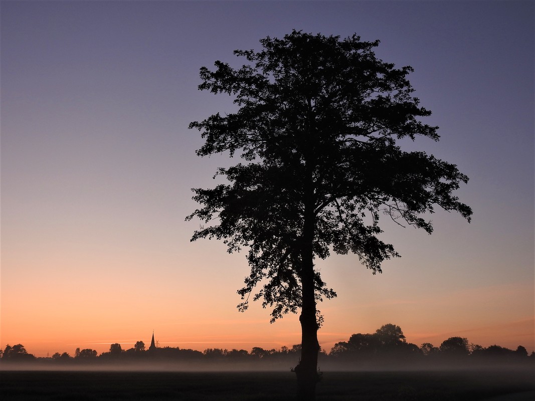 Haselau im Nebelschleier