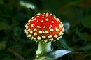 Mario Bros. Pilz.