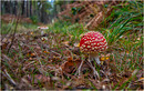 jetzt ist Pilz Zeit