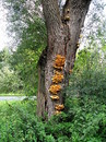 Schwefelporking (Polyporus sulphureus) ---1. Foto ---