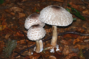 Pilze im Herbstwald