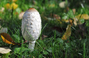 Fotos_Pilze & Flechten