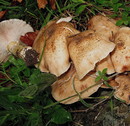 Nördlicher Hallimasch (Armillaria borealis Marxmüller et Romagnesi ("Typ A")