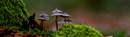 ruhe im wald