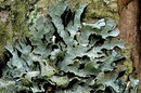 Parmelia sulcata Taylor (Sulcatflechte)