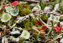 Cladonia coccifera (Linnaeus) Wildenow (Scharlach-Becherflechte)