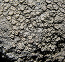 Ochrolechia parella (Parellflechte)