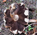 Schirmlingsartiger Karbolchampignon