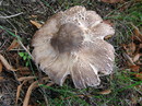 Schirmlingsartiger Karbolchampignon