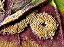Puccinia phragmites, ein Rostpilz   --- 3. Foto ---