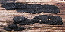 Gewundene Kohlenbeere (Nemania serpens (Synonym: Hypoxylon serpens))