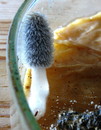 Struppiger Mist-Tintling (Coprinus stercoreus (Scopoli 1772) Fries 1838) --- 1. Foto ---