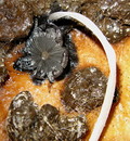 Struppiger Mist-Tintling (Coprinus stercoreus (Scopoli 1772) Fries 1838) --- 3. Foto ---
