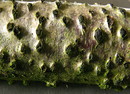 Birken-Eckenscheibchen (Diatrypella favacea (Fries 1816: Fries 1823) Cesati & De Notaris  1863) --- 1. Foto ---