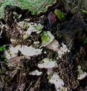 Buckel-Tramete (Trametes gibbosa (Persoon: Fries 1821) Fries 1838) --- 2. Foto ---