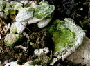 Buckel-Tramete (Trametes gibbosa (Persoon: Fries 1821) Fries 1838) --- 3. Foto ---