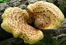 Schuppiger Schwarzfußporling (Polyporus squamosus)