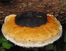 Rotrandiger Schichtporling (Fomitopsis pinicola (Schwartz 1810: Fries 1821)  Karsten 1881 --- 1. Foto --