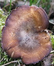 Maiporling (Polyporus ciliatus forma lepideus)
