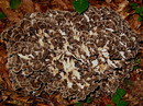 Gemeiner Klapperschwamm (Grifola frondosa)