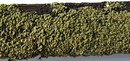 Baum-Schuppenflechte (Hypocenomyce scalaris)