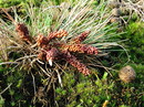 Myxomycert: Leocarpus fragilis (Löwenfrüchtchen)   --- 2. Foto ---