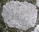 Flechte: Lecanora rupicola ssp. rupicola