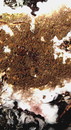 Wilder Hausschwamm (Serpula himantioides) --- 2. Foto ---