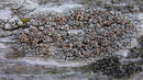 Flechte: Lecanora spec.