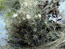 Flechte: Usnea florida - eine Annäherung in drei Fotos   ------- 1. Foto -------