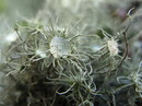 Flechte: Usnea florida, eine Annäherung   ------- 2. Foto -------