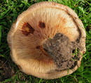 Kahler Krempling (Paxillus involutus (Batsch: Fries) Fries) ------- 2. Foto -------