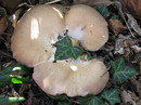 Austern-Seitling (Pleurotus ostreatus)