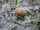 Zwerg-Bovist (Bovista pusilla)