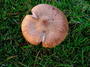 Fleischfarbener Hallimasch (Armillaria gallica Marxmüller et Romagnesi 1987 ("Typ E") ---1. Foto --- 